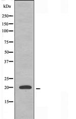 COX4I2 Antibody in Western Blot (WB)