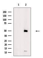 Cytochrome P450 Pan Antibody in Western Blot (WB)