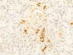 CYP2R1 Antibody in Immunohistochemistry (Paraffin) (IHC (P))