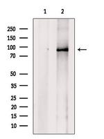 IL17RA Antibody in Western Blot (WB)