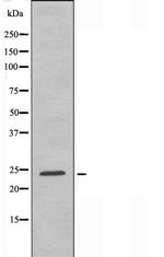 Bcl-W Antibody in Western Blot (WB)