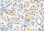 DATF1 Antibody in Immunohistochemistry (Paraffin) (IHC (P))