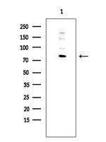 EXO1 Antibody in Western Blot (WB)