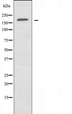 Laminin gamma-1 Antibody in Western Blot (WB)