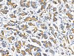 HSD3B7 Antibody in Immunohistochemistry (Paraffin) (IHC (P))