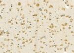 RPL39 Antibody in Immunohistochemistry (Paraffin) (IHC (P))