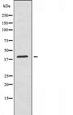 Apolipoprotein A5 Antibody in Western Blot (WB)