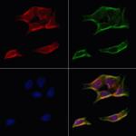 ATP5H Antibody in Immunocytochemistry (ICC/IF)