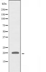 ATP5L2 Antibody in Western Blot (WB)