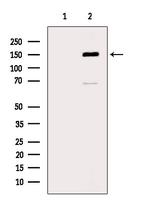 ABCA8 Antibody in Western Blot (WB)