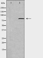 ABCB7 Antibody in Western Blot (WB)