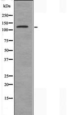 Atrophin 1 Antibody in Western Blot (WB)