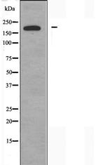 ARFGEF2 Antibody in Western Blot (WB)