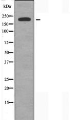 BRWD3 Antibody in Western Blot (WB)