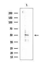 C1QL2 Antibody in Western Blot (WB)