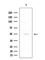 C1QL2 Antibody in Western Blot (WB)