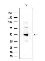 C1QL2 Antibody in Western Blot (WB)