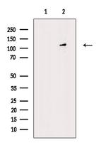 Contactin 2 Antibody in Western Blot (WB)