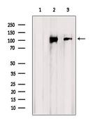 CNGB1 Antibody in Western Blot (WB)