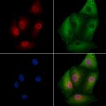 NEIL1 Antibody in Immunocytochemistry (ICC/IF)