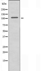 GPRIN1 Antibody in Western Blot (WB)