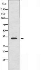 GGH Antibody in Western Blot (WB)