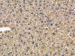 GLRB Antibody in Immunohistochemistry (Paraffin) (IHC (P))