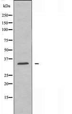 GRTP1 Antibody in Western Blot (WB)