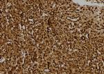 R3HCC1L Antibody in Immunohistochemistry (Paraffin) (IHC (P))