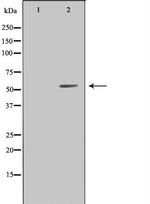 LILRA1 Antibody in Western Blot (WB)