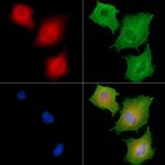 LILRA2 Antibody in Immunocytochemistry (ICC/IF)