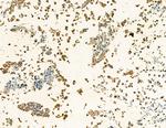 LILRA2 Antibody in Immunohistochemistry (Paraffin) (IHC (P))