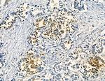 LILRA2 Antibody in Immunohistochemistry (Paraffin) (IHC (P))