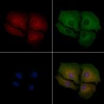 LRP3 Antibody in Immunocytochemistry (ICC/IF)