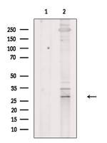 CD58 Antibody in Western Blot (WB)