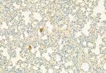 CD206 Antibody in Immunohistochemistry (Paraffin) (IHC (P))