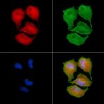 CTAGE5 Antibody in Immunocytochemistry (ICC/IF)