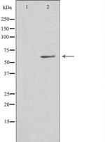 CTAGE5 Antibody in Western Blot (WB)