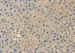 SLC16A2 Antibody in Immunohistochemistry (Paraffin) (IHC (P))