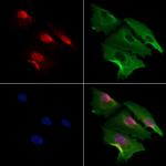 MDFI Antibody in Immunocytochemistry (ICC/IF)