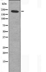 MYH14 Antibody in Western Blot (WB)