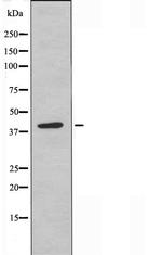 NDUFA9 Antibody in Western Blot (WB)