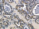 NPDC1 Antibody in Immunohistochemistry (Paraffin) (IHC (P))