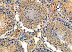 NXPH1 Antibody in Immunohistochemistry (Paraffin) (IHC (P))