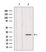 NXPH1 Antibody in Western Blot (WB)