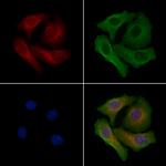 Neuromedin U-8 Antibody in Immunocytochemistry (ICC/IF)