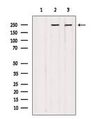 NuMA Antibody in Western Blot (WB)