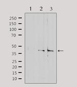 SLC15A1 Antibody in Western Blot (WB)