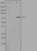 EHHADH Antibody in Western Blot (WB)