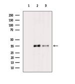 PEX14 Antibody in Western Blot (WB)